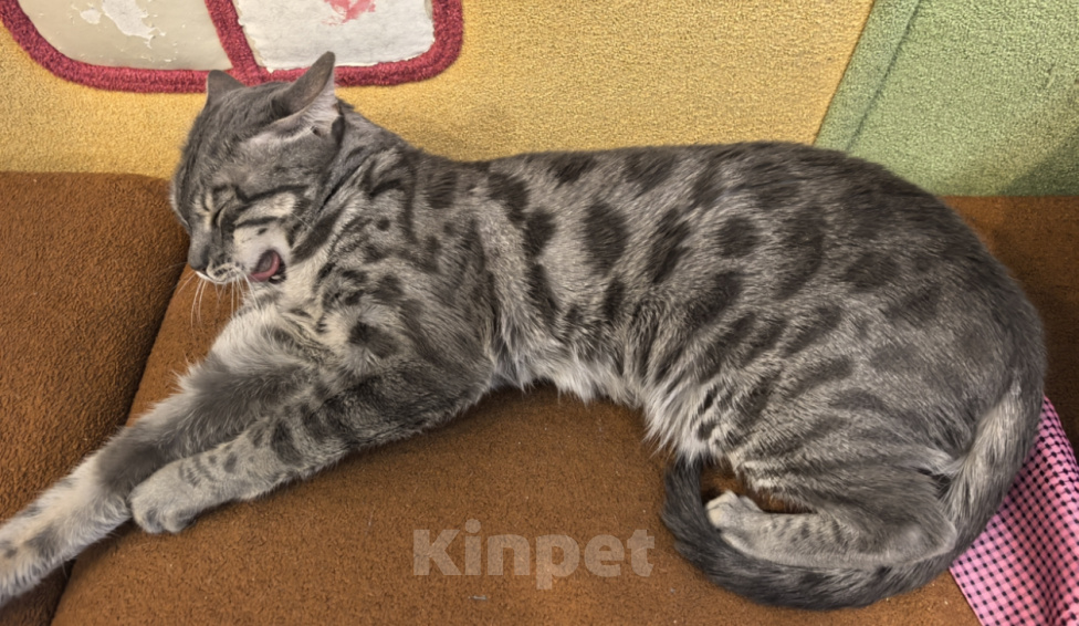 Кошки в Ногинске: Бенгальская кошка Девочка, Бесплатно - фото 2