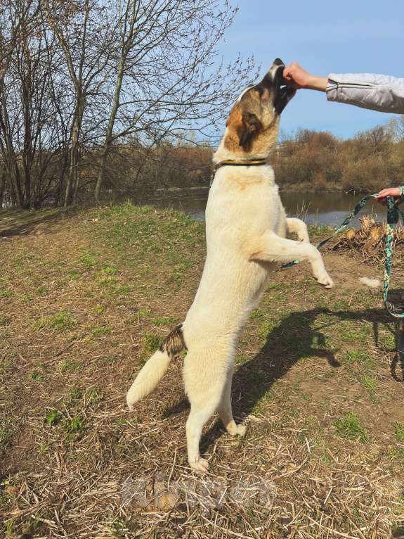 Собаки в Москве: Добряк Веник Мальчик, Бесплатно - фото 4