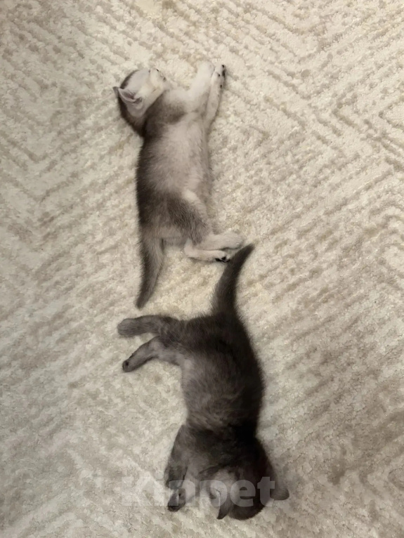 Кошки в Смоленске: Продажа котят Разнополые, 20 000 руб. - фото 7