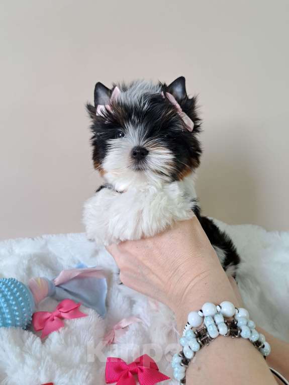 Собаки в Москве: Девочка Бивер Девочка, 150 000 руб. - фото 5