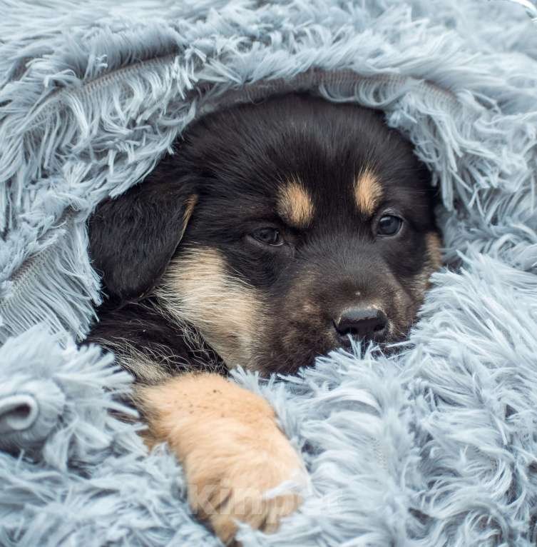 Собаки в Москве: Малышка Пумба в добрые руки  Девочка, Бесплатно - фото 2