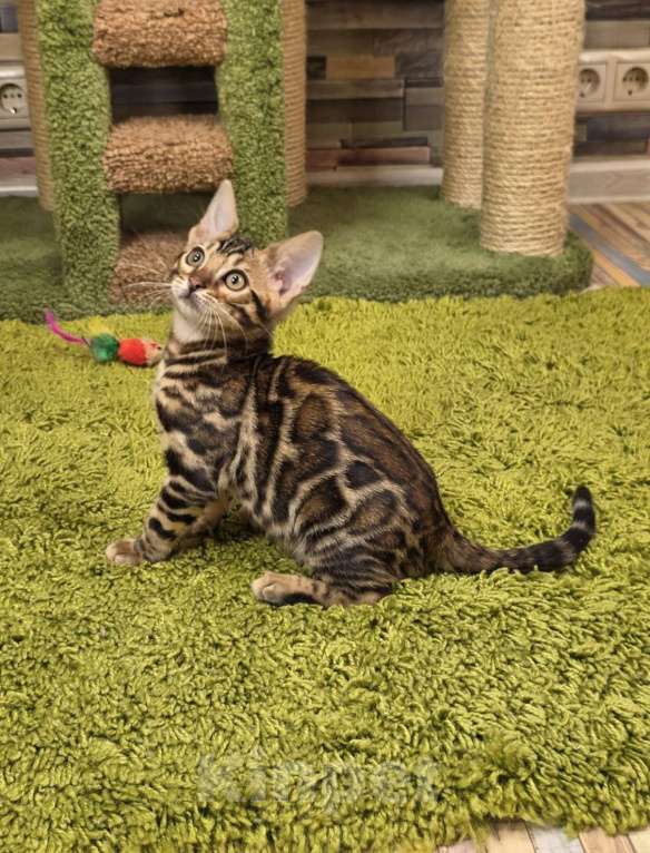 Кошки в Москве: Fluffy Benjoy Девочка, 85 000 руб. - фото 4