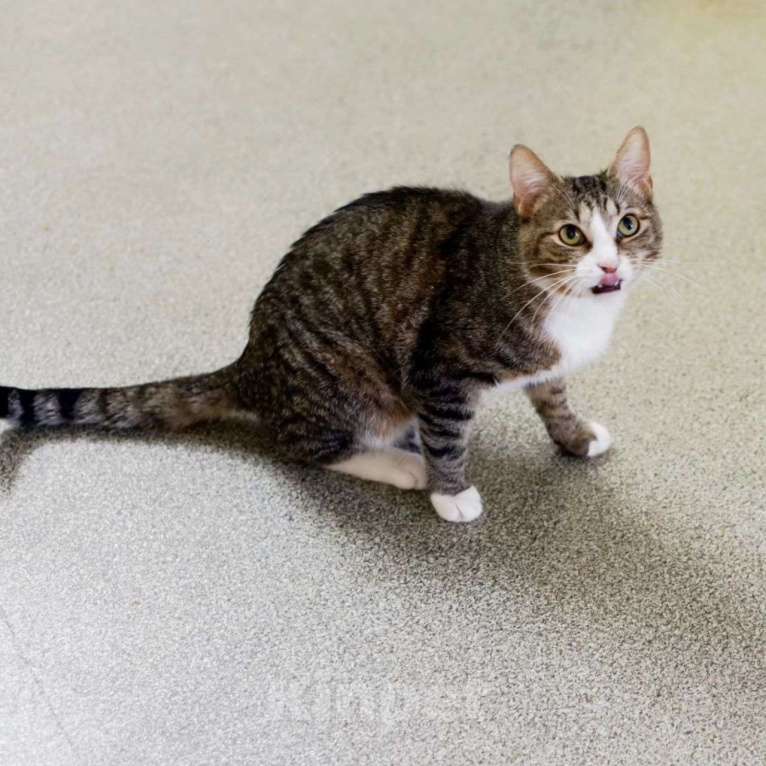 Кошки в Москве: Василёк мечтает стать домашним Мальчик, Бесплатно - фото 2