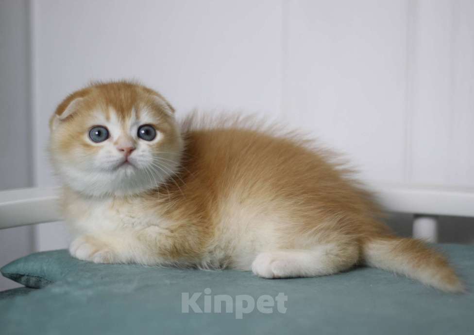 Кошки в Москве: Гарфилд Мальчик, 40 000 руб. - фото 3