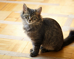 Кошки в Москве: мальчик 4 месяца Мальчик, Бесплатно - фото 7