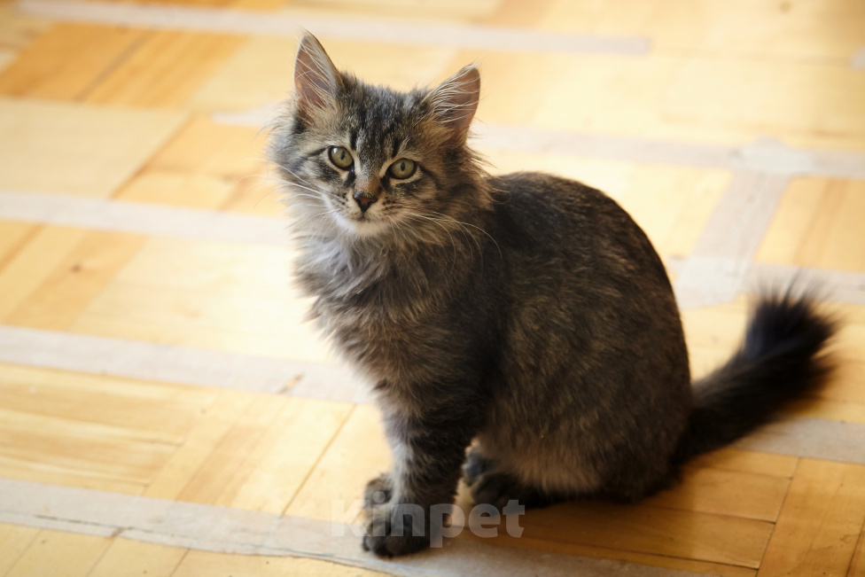 Кошки в Москве: мальчик 4 месяца Мальчик, Бесплатно - фото 7