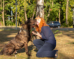 Собаки в Москве: Необыкновенный красавец кане-корсо Рэй в добрые руки Мальчик, Бесплатно - фото 6