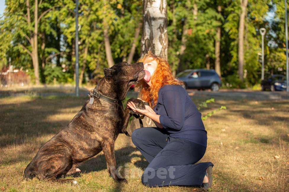 Собаки в Москве: Необыкновенный красавец кане-корсо Рэй в добрые руки Мальчик, Бесплатно - фото 6