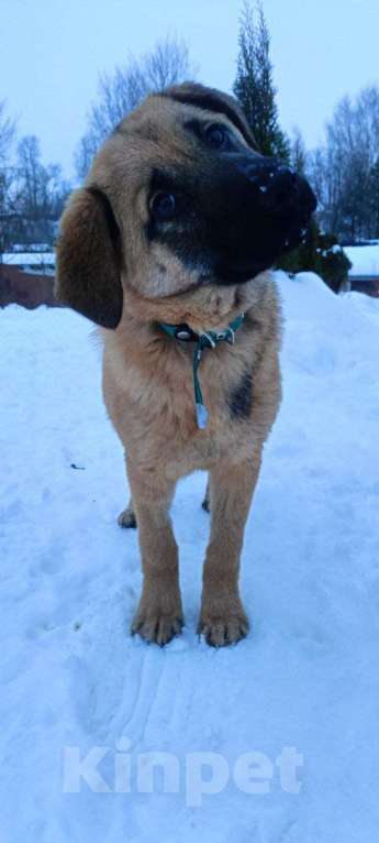 Собаки в Лобне: классная девочка щенок в добрые руки Девочка, Бесплатно - фото 3