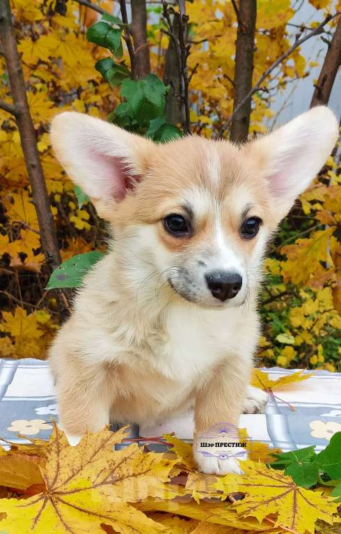 Собаки в Москве: Малышка Вельш корги пемброк  Девочка, 50 000 руб. - фото 2