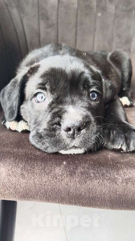 Собаки в других городах Краснодарского края: Девочка с белыми пальчиками на левой передней и задней лапке. Девочка, 20 000 руб. - фото 2