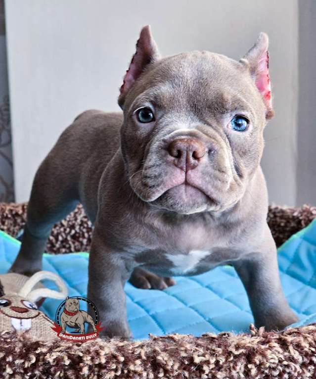 Собаки в Москве: Американский булли девочка Микро/Нано Девочка, 130 000 руб. - фото 2