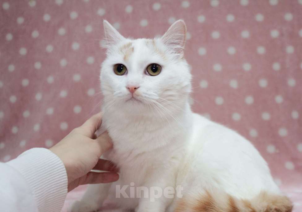 Кошки в Москве: Нежная Мия Девочка, Бесплатно - фото 3