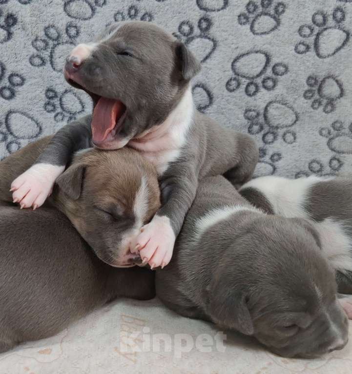 Собаки в Санкт-Петербурге: Щенки стаффордширского терьера Разнополые, 90 000 руб. - фото 5