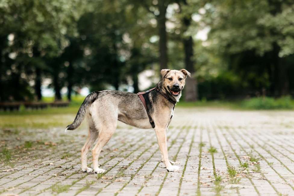 Собаки в Москве: Солнечная Эстер в добрые руки Девочка, Бесплатно - фото 3