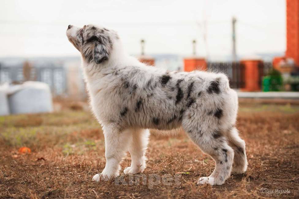 Собаки в Саратове: Австралийская овчарка  Мальчик, 50 000 руб. - фото 5