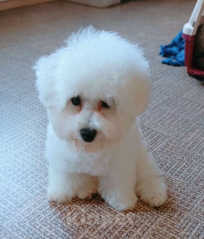 Собаки в Казани: Бишон в добрые руки Девочка, Бесплатно - фото 1