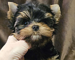 Собаки в Москве: Мальчик йорка  Мальчик, 60 000 руб. - фото 5