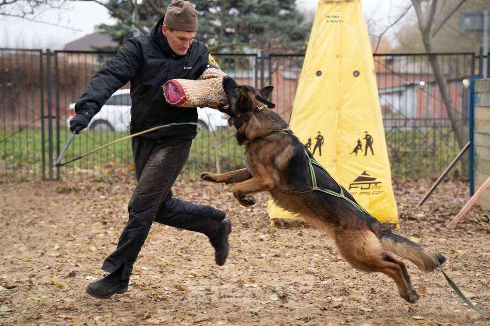 Собаки в Таганроге: Предлагается к вязке кобель немецкой овчарки Мальчик, 30 000 руб. - фото 5