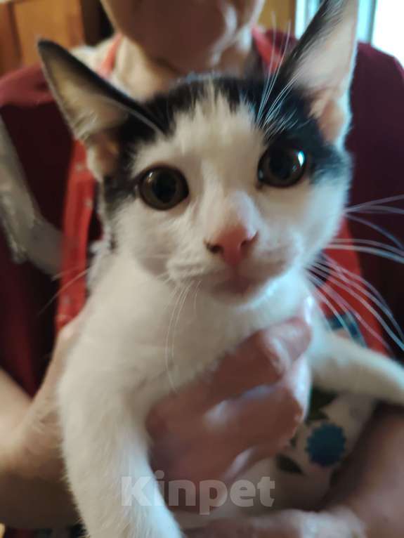 Кошки в Москве: Отдам в хорошие руки Мальчик, Бесплатно - фото 3