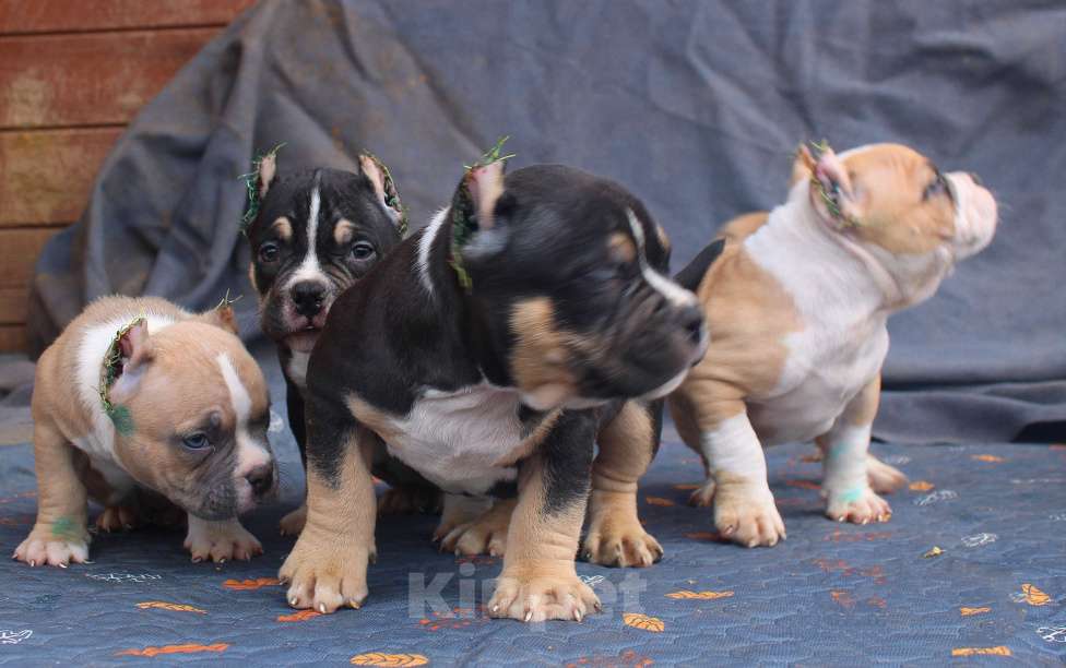 Собаки в Ангарске: Американский булли. Щенки Разнополые, 80 000 руб. - фото 4
