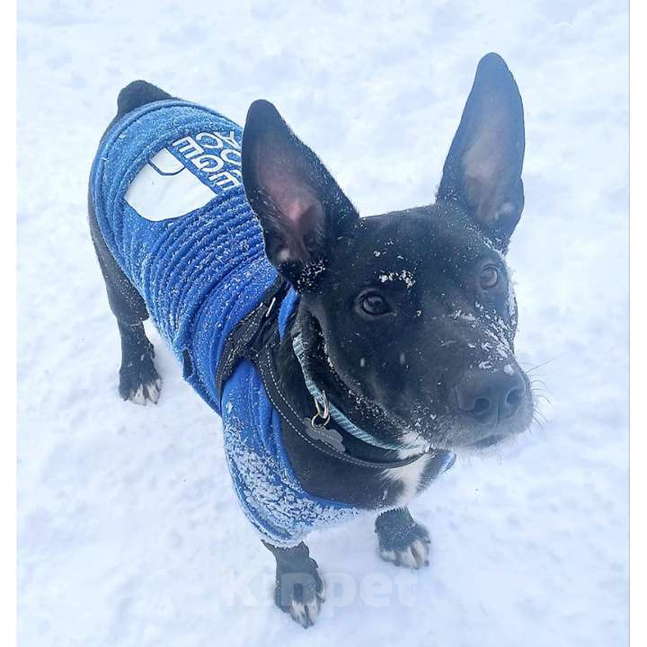 Собаки в Москве: Нежный брутал ГРОМ ищет семью Мальчик, 10 руб. - фото 7