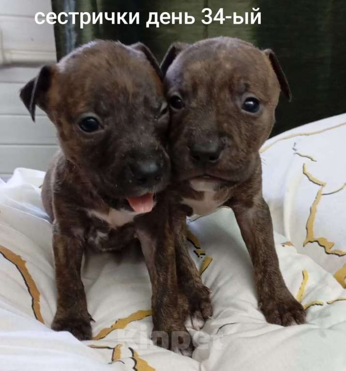 Собаки в других городах Московской области: Щенок Питбуля Девочка Тигровая рождена 29.07.25 Девочка, 25 000 руб. - фото 3