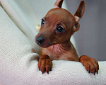 Собаки в Санкт-Петербурге: Щенок цвергпинчера  Девочка, 60 000 руб. - фото 2