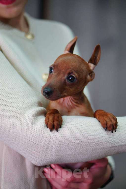 Собаки в Санкт-Петербурге: Щенок цвергпинчера  Девочка, 60 000 руб. - фото 2