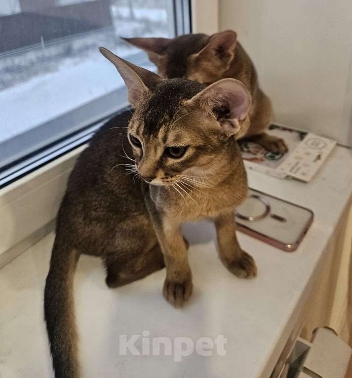 Кошки в Екатеринбурге: Абиссинский котёнок  Мальчик, Бесплатно - фото 8