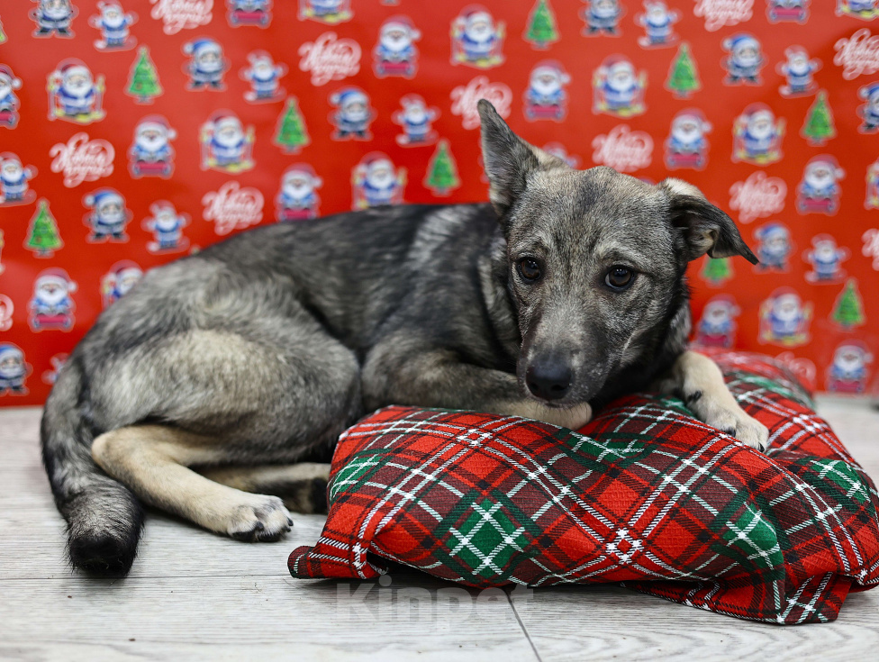 Собаки в Москве: Щенки бесплатно в Москве Девочка, Бесплатно - фото 1