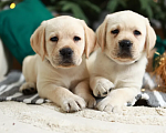 Собаки в Москве: Палевые щенки Лабрадора  Мальчик, 20 000 руб. - фото 2