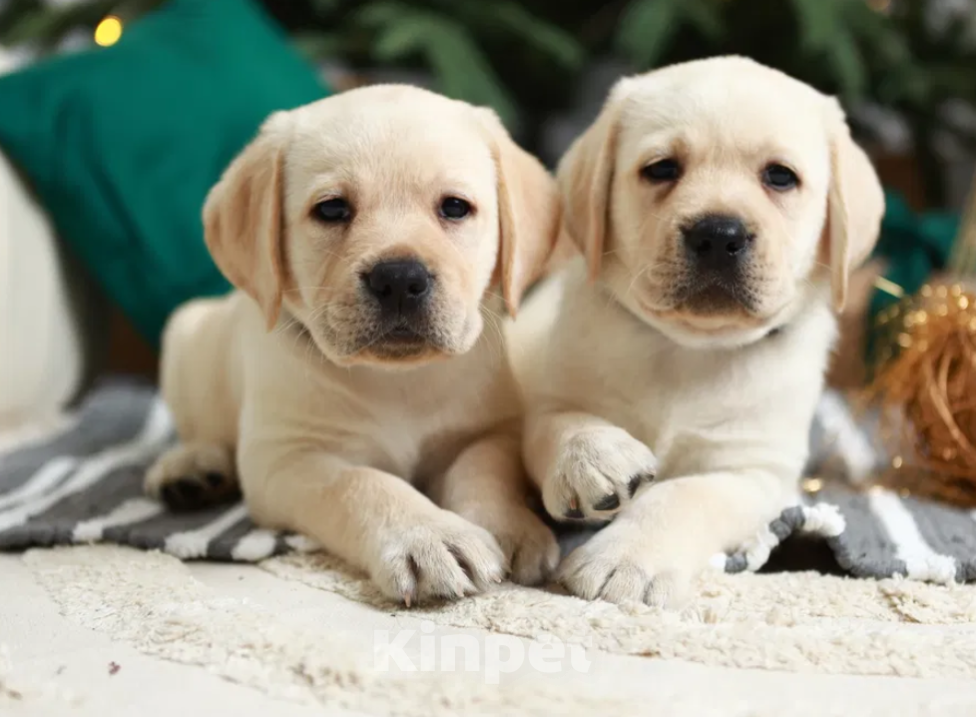 Собаки в Москве: Палевые щенки Лабрадора  Мальчик, 20 000 руб. - фото 2
