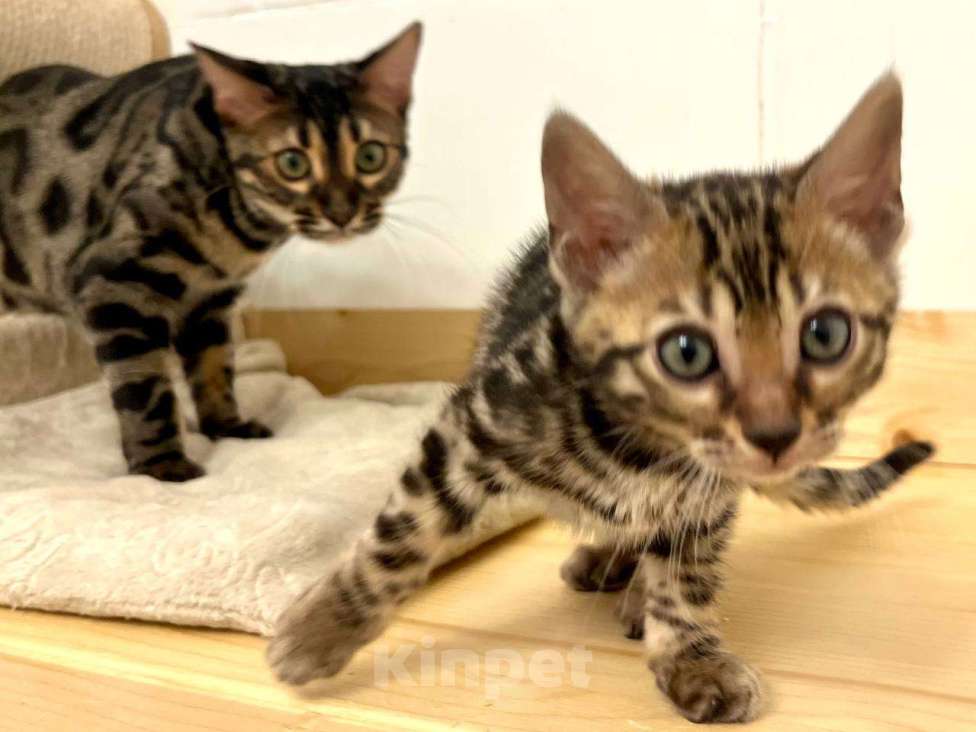 Кошки в Москве: Бенгальский котенок  Девочка, 50 000 руб. - фото 5