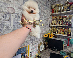 Собаки в Москве: Маленькая девочка померанского шпица РКФ Девочка, Бесплатно - фото 3