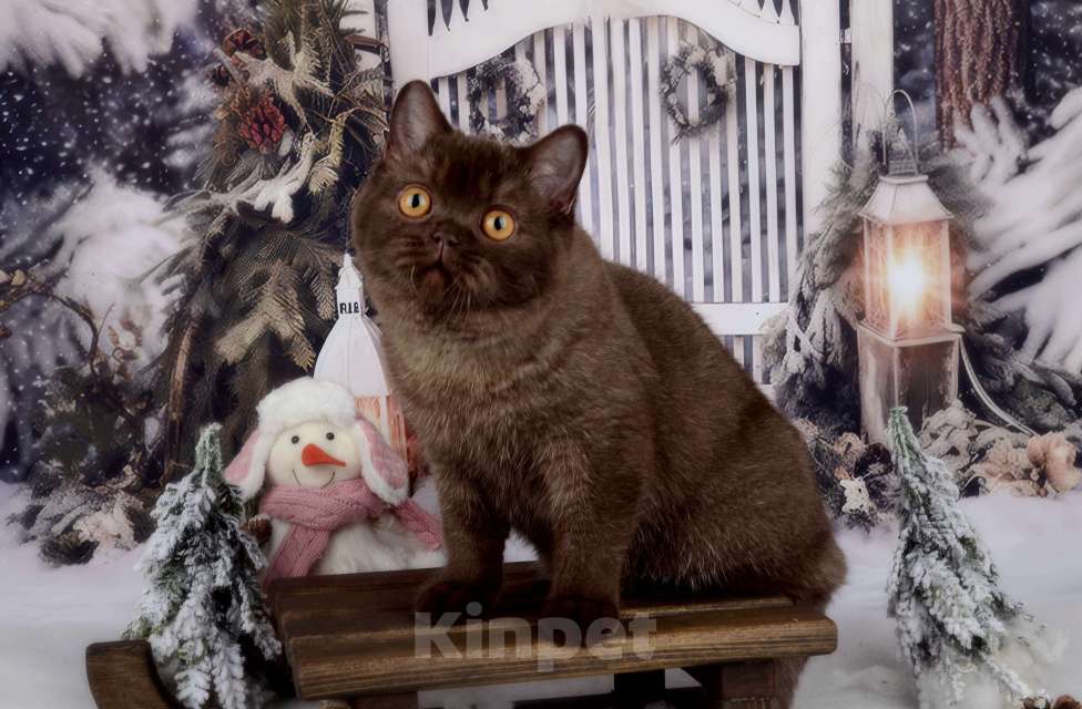 Кошки в Санкт-Петербурге: БРИТАНСКАЯ КОШЕЧКА ШОКОЛАДНОГО ОКРАСА Девочка, 8 000 руб. - фото 3