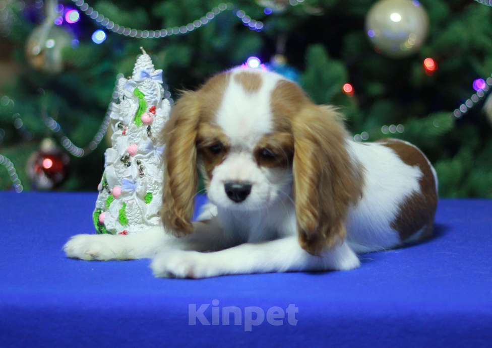 Собаки в Люберцах: Кавалер Кинг Чарльз спаниель  Мальчик, 120 000 руб. - фото 4