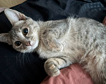 Кошки в Екатеринбурге: кошечка Девочка, Бесплатно - фото 2
