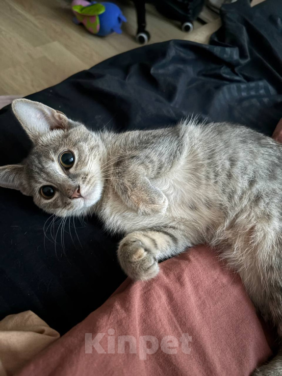 Кошки в Екатеринбурге: кошечка Девочка, Бесплатно - фото 2