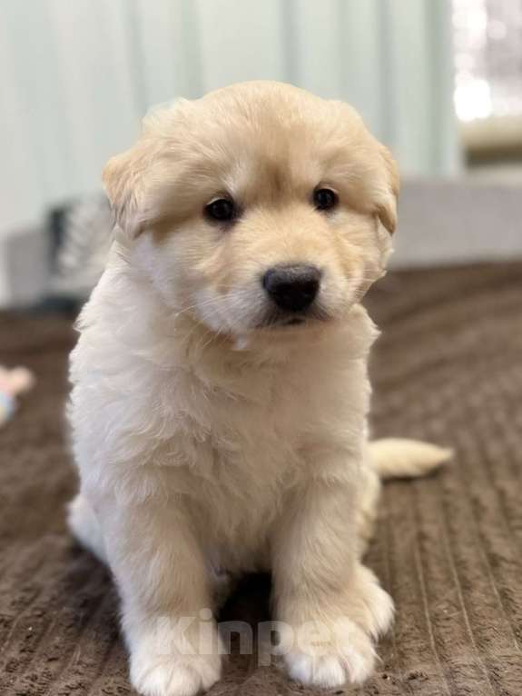 Собаки в Красногорске: Щенок Сэм 1,5 месяца в добрые руки  Мальчик, Бесплатно - фото 1