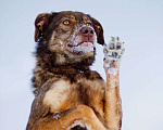 Собаки в Москве: Небольшая супер позитивная Шанти ищет дом! Девочка, Бесплатно - фото 2