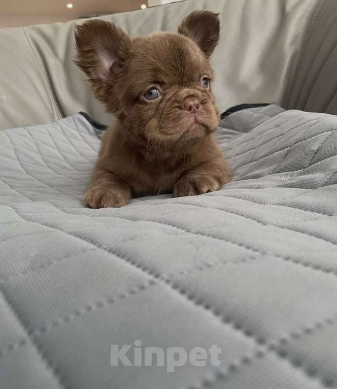 Собаки в Санкт-Петербурге: Девочка д/ш фр. Бульдог Мальчик, 60 000 руб. - фото 2