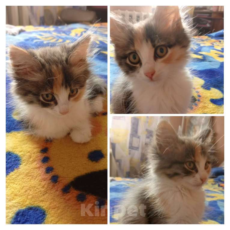 Кошки в Саратове: Срочно! Подкидыши.  Девочка, Бесплатно - фото 5