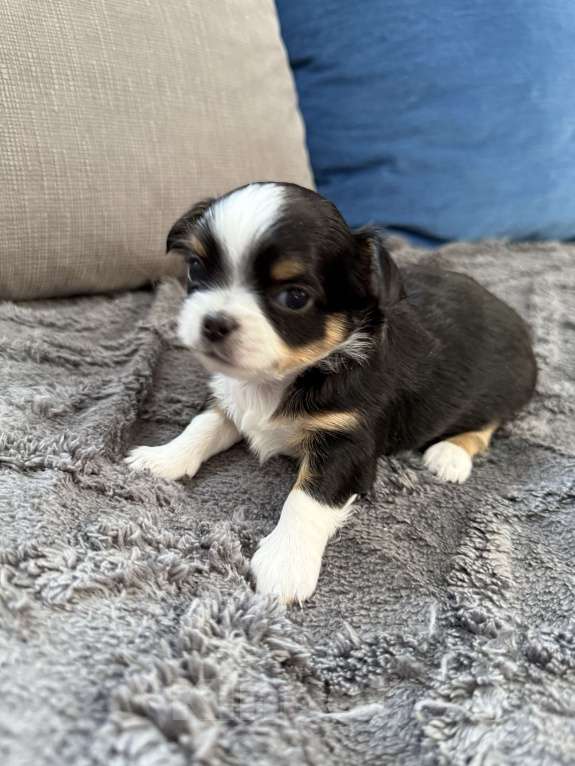 Собаки в других городах Московской области: Девочка чихуахуа Герда Девочка, 60 000 руб. - фото 2