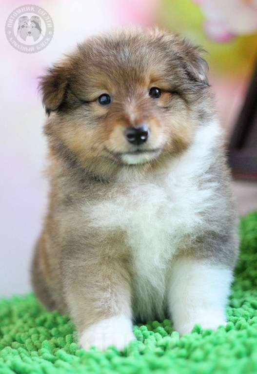 Собаки в Москве: Кобель шелти 2 мес Мальчик, 115 000 руб. - фото 5