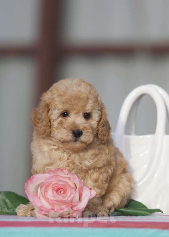 Собаки в Чехове: той пудель мальчик Мальчик, 45 000 руб. - фото 5