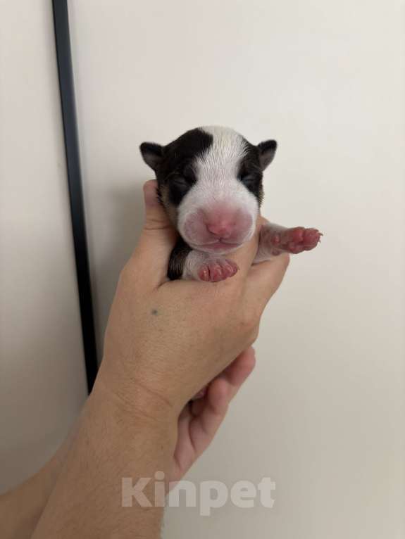 Собаки в Москве: Миниатюрный бультерьер Девочка, 120 000 руб. - фото 1