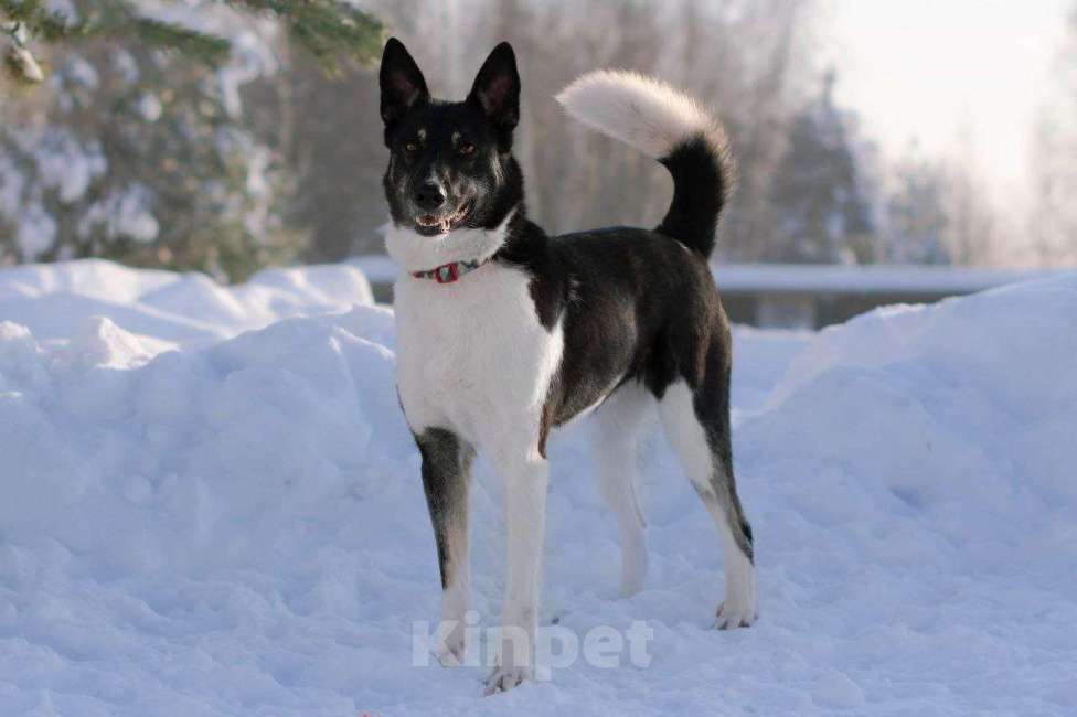 Собаки в других городах Московской области: ❤️ РИЧАРД. ПОСЛЕДНИЙ ИЗ СЕМЕРЫХ...  ГЕРОЙ, КОТОРЫЙ ВЫБРАЛ ЖИЗНЬ! Мальчик, Бесплатно - фото 2