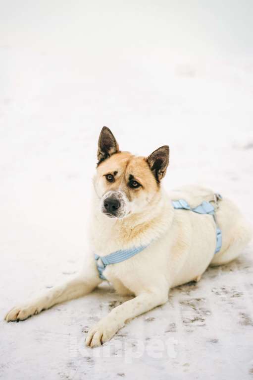 Собаки в Москве: Солнечный Санни ищет дом Мальчик, Бесплатно - фото 5