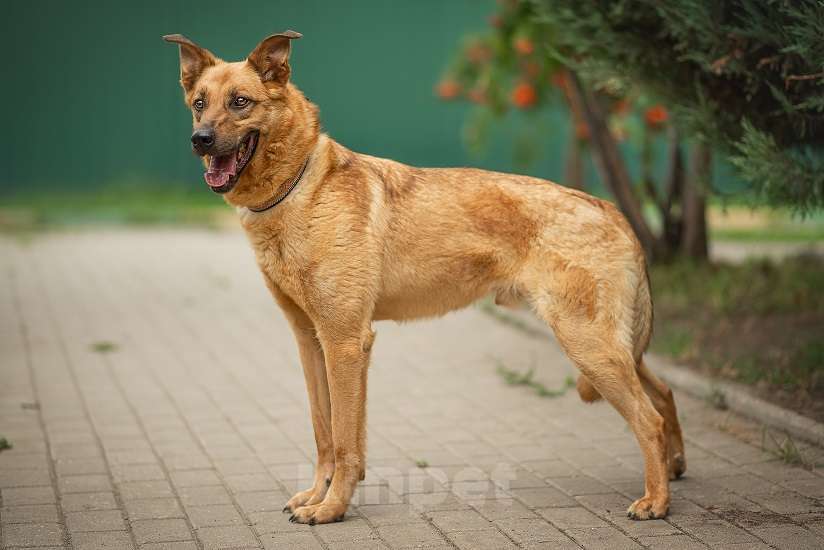 Собаки в Москве: Киоки Мальчик, Бесплатно - фото 3